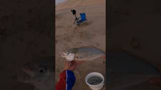 Orange Spotted Trevally #short #shortvideo #shortsfeed #fishing #fish #fishingvideo