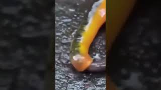 Leech vs. Worm: Nature's Tiny Predator Strikes! 😮👀#shorts