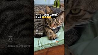 RambaZamba - Leben in der KatzenWelt 😹lustige Katzenvideos 😻 #shorts #cats