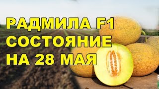 Оцените состояние дыни РАДМИЛА F1на 28 мая 2017