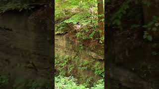 Old Quarry site at McCormick's Creek State Park