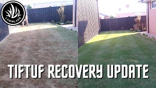 TifTuf Recovery Update // Lawn Updates and Reno Plans