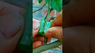 #lemongrafting #gardening #shortvideo #farming #viralvideo #grafting #naturefarm #propagation