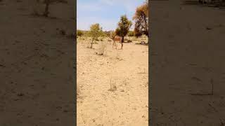 camel #viral #shorts #shortvideo #camel #camelculture