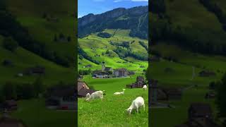 Amazing Place everyone wish to visit ♥️♥️ #ytshort #viralreels #trending #swissbeauty #mountains