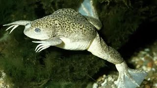 Great pictures of African Clawed Frog