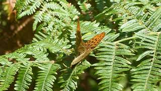 Silver-washed Fritillary butterflies mating