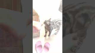 🐾🤣"Claws & Laughs: Cat Bloopers"🐱 #Cats #funnypetscompilation