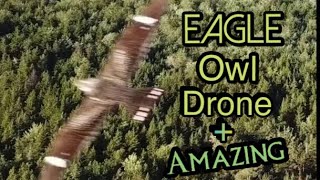 The real kings of flight , Mavic pro drone encounters a Eagle and Owl playing in the sky