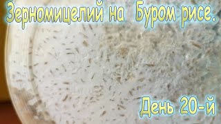 57. Зерномицелий на буром рисе. Серия -4- "20-й день со дня инокуляции".