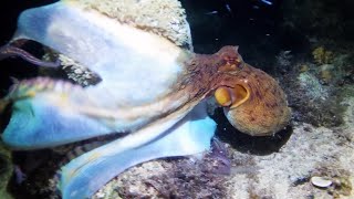 octopus uses its web as death trap