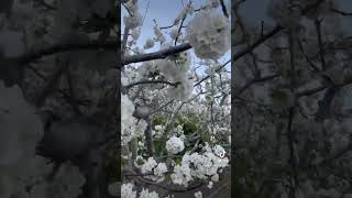 Cerezos en flor Valle del Jerte