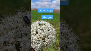 حشرة غريبة #fypシ #اكسبلور #حالات_واتس #birds #السعودية #تصويري #لايك #youtubeshorts #ترند #explore