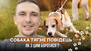 Собака тягне повідець. Як з цим боротися