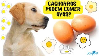 CÃES PODEM COMER OVOS? 🍳🥚🐶🐾