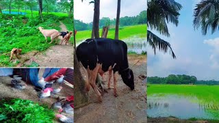 আলহামদুলিল্লাহ সংসারে নতুন সদস্য আসলো || কোরবানির গরু কেনা হলো || Dailly Laife With Shahina