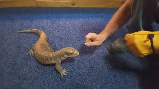 Blue the Savannah Monitor waiting to eat until told.