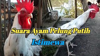 SUARA AYAM PELUNG PUTIH (PAUD ISTIMEWA)