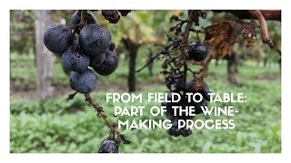 From field to table: the wine-making process