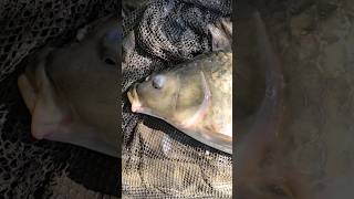 nice carp #shorts #shortsvideo #fish #fishing