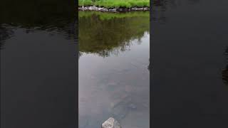 Stream in Sears Pond State Forrest