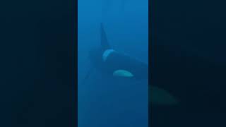 Bull orca killer whale swims right underneath me