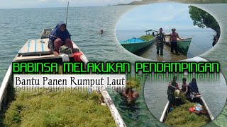 BABINSA KORAMIL 1511-06/WETAR ‼️ MELAKUKAN PENDAMPINGAN PANEN RUMPUT LAUT #tniad  #babinsa #tni