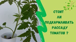 🍅🍅🍅Стоит ли подкармливать рассаду томатов?