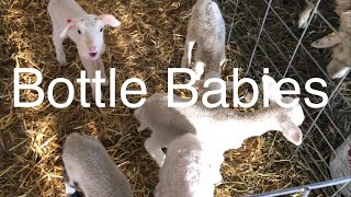 Lambing diaries: its official I have bottle babies! Vlog 577