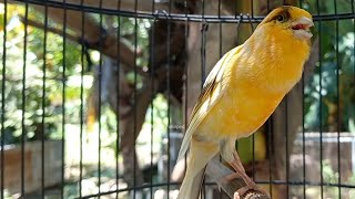 Canary bird training sounds, powerful in stimulating your canary's sounds