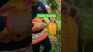 durian kuning