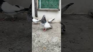 रामपुरी भूरे कबूतर शोक करिए || famous rampuri bhure kabuter #pigeon #birds #kite #kabootar