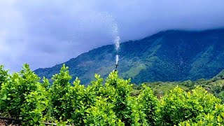 Cultivo de "COCA" con sistema de riego por aspersión . Cultivos de uso ilícito.