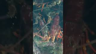 MEGA Crayfish