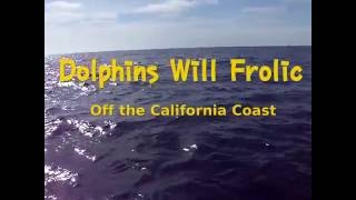 Dolphins Will Frolic