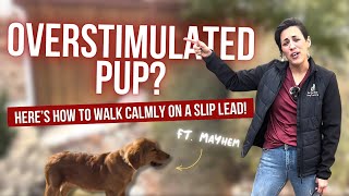 Instantly Calm Your Out-of-Control Puppy with Only a Slip Lead!