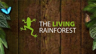 lodge Hotel/newbury and the living rainforest virtual tour 4k 60fps