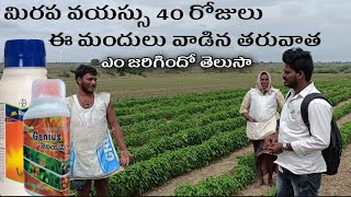 మిరపలో ఏ మందులు వాడాలో తెలుసా /Do you know what medicines to use in redchilli #redchilli #nelathalli