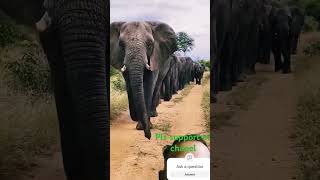 Best moments elephant 🐘🐘🐘