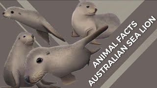 Australian Sea Lion | Animal Facts #shorts