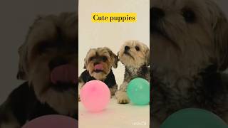 Cute puppies sad|| #youtubeshorts #shorts #shortvideo