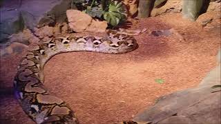 Reticulated python2