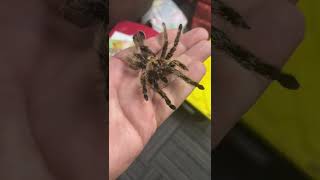 A Spider Molt is Great for Pranks