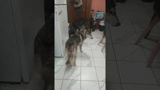 Crunchy time for Wolf Dogs