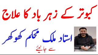 Pigeon pox Cure | kabutar k zahrbad ka ilaj | kabotar ke gale zeher baad in urdu hindi