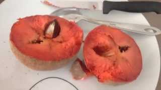 Mamey Sapote