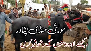 Biggest Cow Mandi Peshawar 2022 | Palosi Mandi Peshawar Pakistan | Zay Food Review