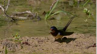 Barn swallow: How these birds build a nest Rauchschwalbe: Wie diese Vögel ein Nest bauen