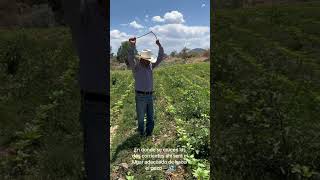 buscando agua con las varillas de radiestesia(Pozo Artesiano) #short  #radiestesia #shortvideo #fy