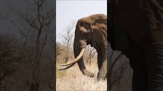 🐘 Un ELEFANTE ENORME 🐘 Safari Fotográfico & Animales Salvajes en el Parque Kruger - Sudáfrica 🇿🇦